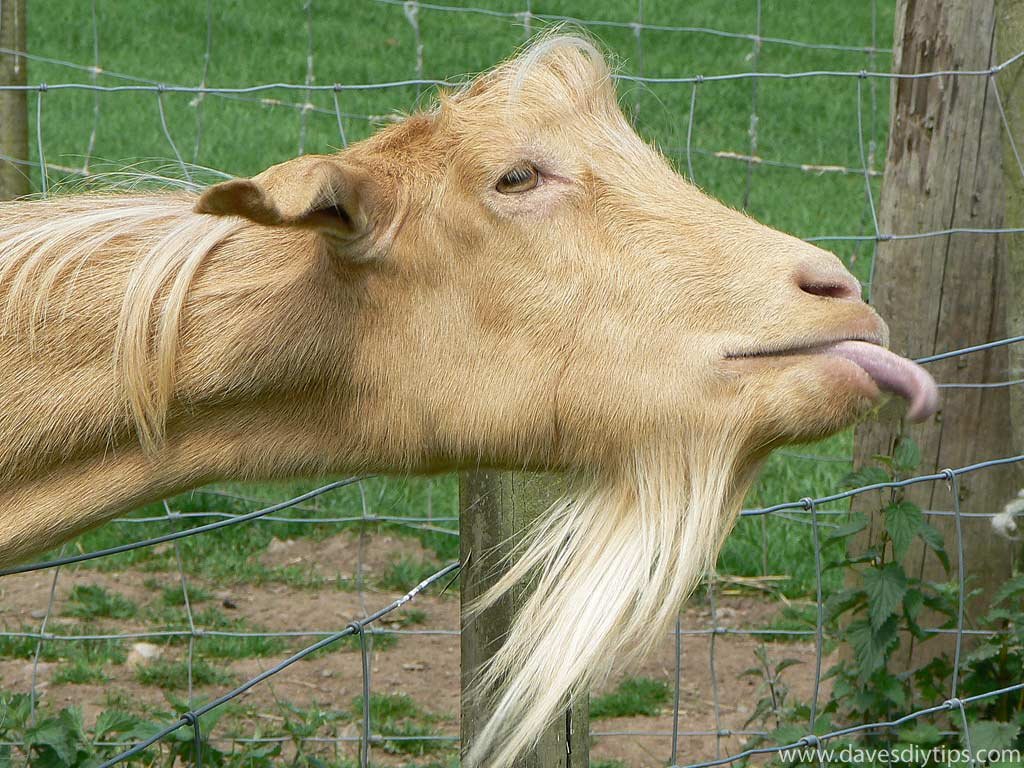 Goats with Blonde Coats - wide 1